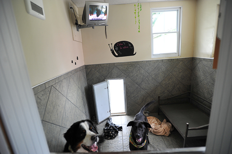 Aménagement d'une suite pour chien