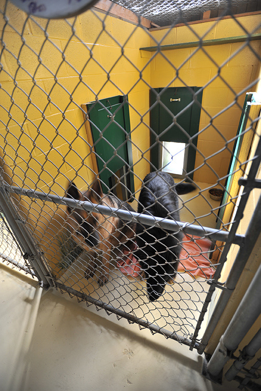 Un chien à l'accueil de la pension