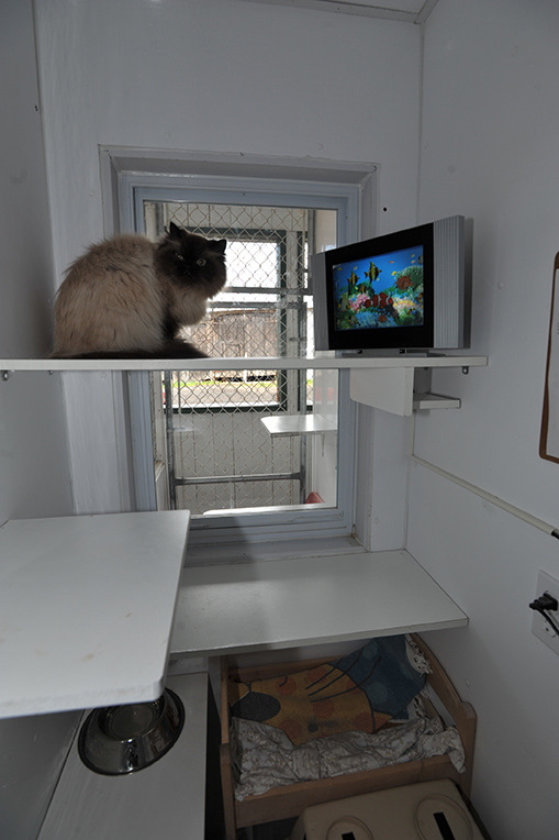 Chat dans son condo près de la fenêtre