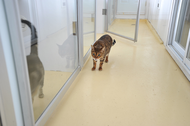 Condo pour chats avec fenêtre