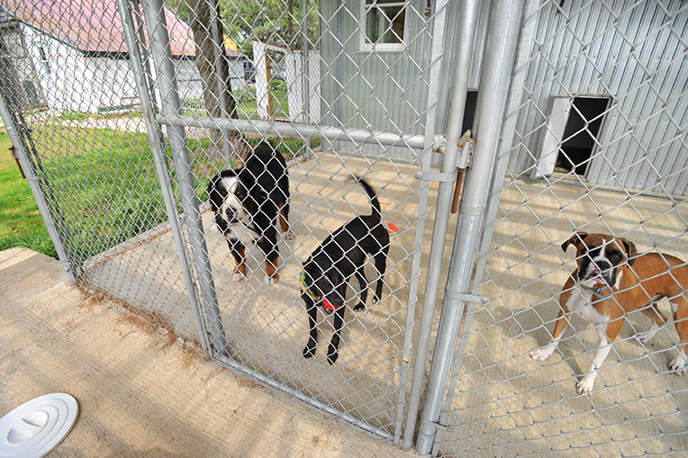 Enclos grillagé pour chiens