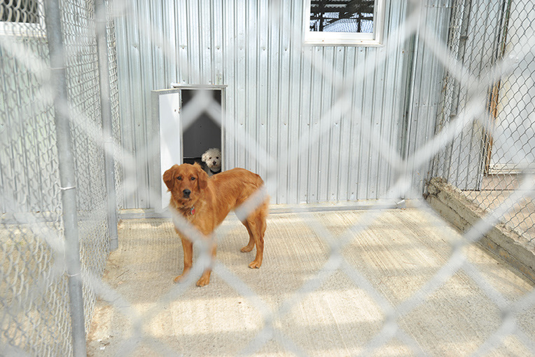 Chien dans son enclos individuel